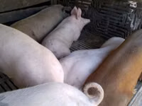 Vier, Porci — foto 3