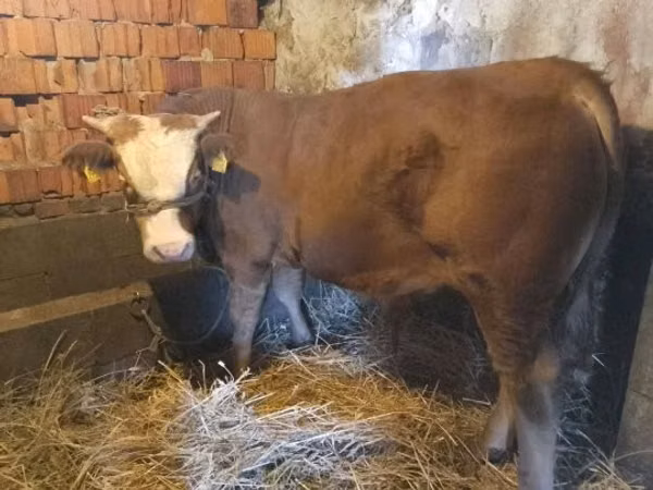 Bull, Limousin cow