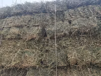 ПРОДАЮ КЛЕВЕР ТЮКИ (прессованное) чистый клевер,доставка по Сокулук — Foto 3