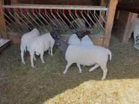 Sheep, Dorper sheep — photo 1