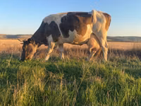 Vacă, Simmental cattle — foto 1