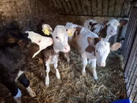 Vaca, Simmental cattle — foto 2