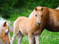 Cavalos (lote, sexo não especificado), Shetland Pony — foto 2