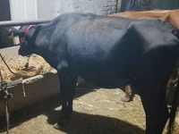 母牛, Cattle — 照片 4