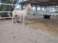 حصان, Akhal-Teke — الصورة 4