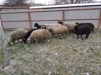 Schaf, Schafe — Foto 5