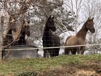 Yegua, Rocky Mountain Horse — foto 3