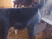 公牛, Cattle — 照片 4