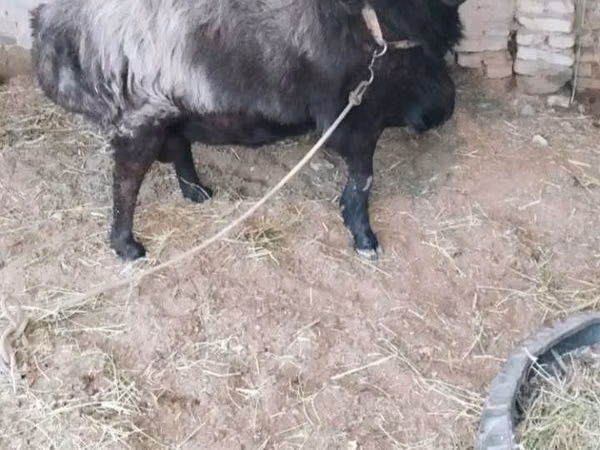 Carnero, Ovejas
