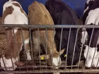 公牛, Simmental cattle — 照片 6