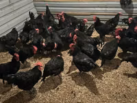Australorp — Foto 2