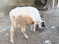 Buğa, Mal-qara — foto 1