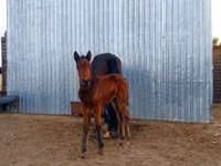 Toychoq, Arabian horse — 2-rasm