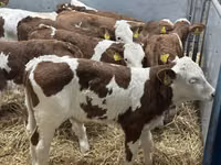 أبقار (دفعة، الجنس غير محدد), Simmental cattle — الصورة 1