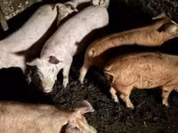Vier, Porci — foto 2