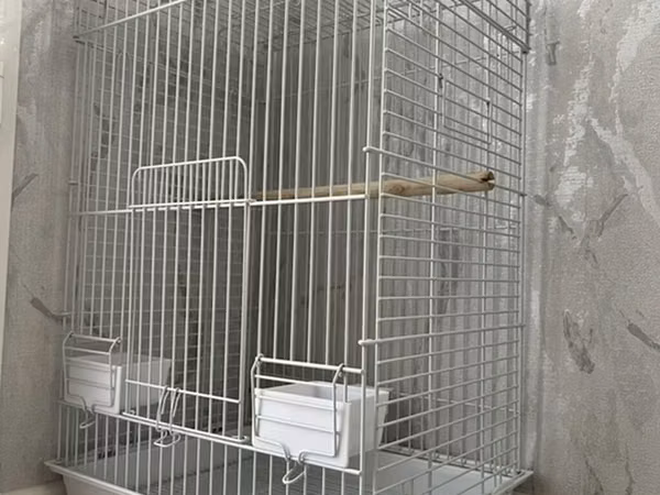 Qəfəs böyük ölçüdə Korella Kakadu Jako Kakapu Valnisi Ajerella Təzədir