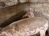 Eber, Schweine — Foto 1