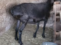 Țap, Capre — foto 1