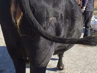 Vaca, Ganado vacuno — foto 5