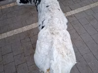 Vacă, Russian Black pied cattle — foto 2
