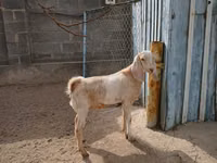 Ziege, Kamori goats — Foto 6