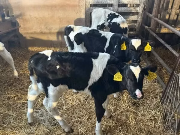 ثور, Russian Black pied cattle