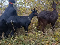 Capră, Murcia-Granada goats — foto 5