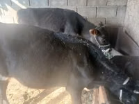 Sigir, Russian Black pied cattle — 1-rasm