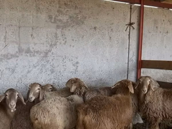 Oaie, Oi