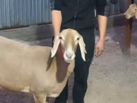 भेड़, Rhon sheep — फ़ोटो 5