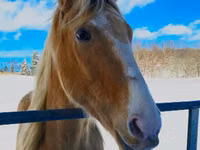 Cal, Racking Horse — foto 4