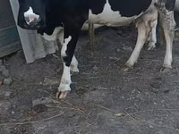 Vaca, Raza Holstein — foto 3