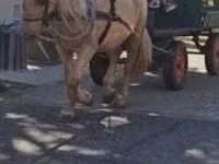 Madyan, Atlar — foto 3