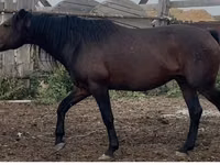 Aygʻir, Kushum Horse — 2-rasm