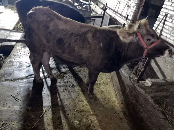 公牛, Cattle