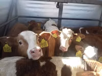 Bulle, Simmental cattle — Foto 6