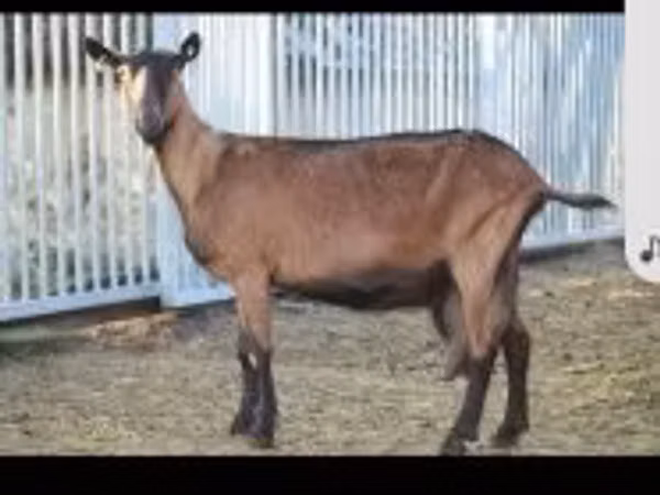 Capră, Alpine goat