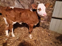 Bovins (lot, sexe non indiqué), Simmental cattle — photo 1