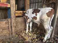 Taureau, Simmental cattle — photo 2