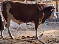 公牛, Cattle — 照片 3