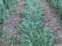 Lucernă — Foto 3