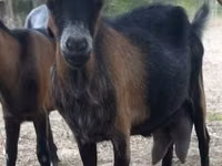Chèvre, Alpine goat — photo 6
