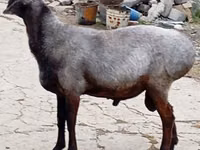 Qoç, Qoyunlar — foto 3