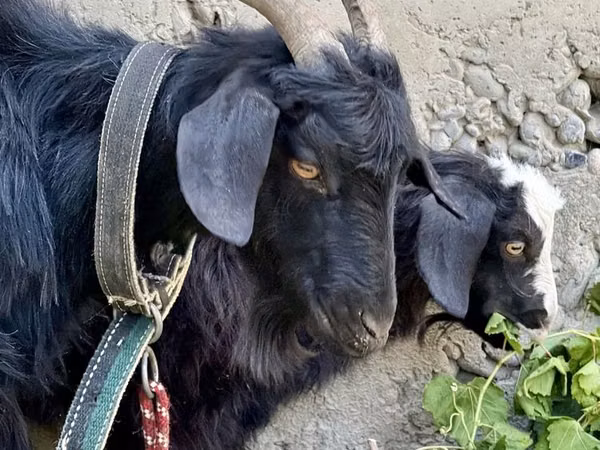 عنزة, الماعز