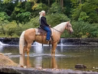 Cal, Palomino — foto 2