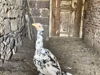 Chickens — الصورة 2