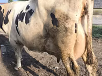 بقرة, Swiss cattle — الصورة 4