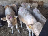 Bulle, Charolais cattle — Foto 7