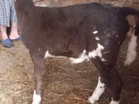 Vaca, Simmental cattle — foto 4