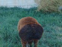 Ram, Qashqai sheep — photo 3